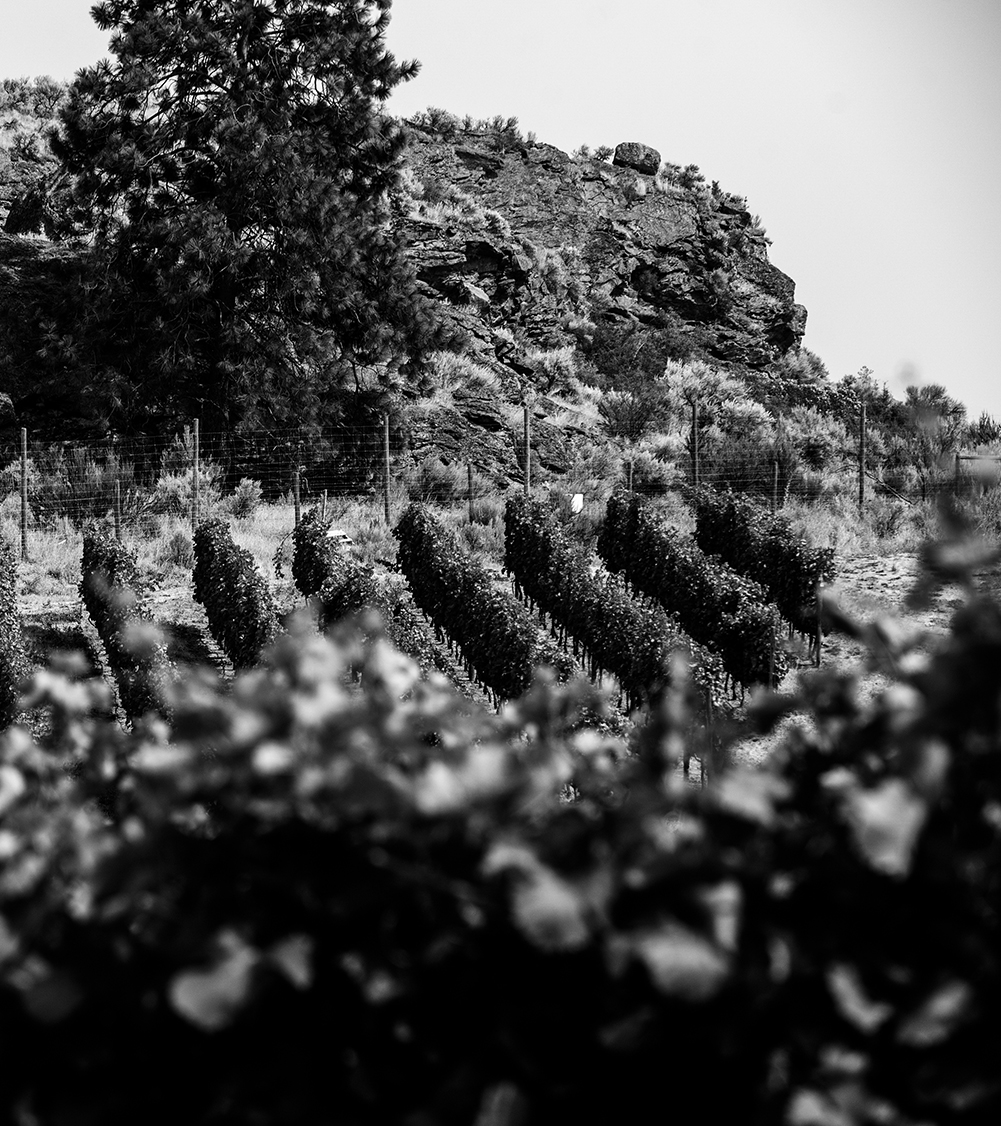 Sunset Vineyard in Okanagan Valley View