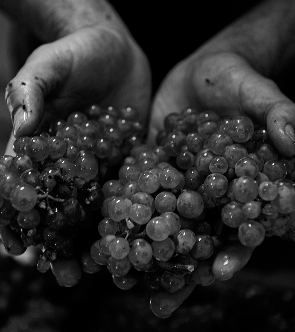 Hand Harvested